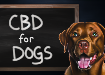 CBD for Dogs